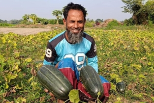 কুমিল্লায় আগাম চাষে বাঙ্গির মাঠে খুশির ঝিলিক