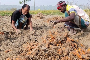 ধানের চেয়ে তিন গুণ লাভ, কুমিল্লায় বাড়ছে হলুদ চাষ