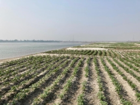 বদলে যাচ্ছে মাইনী নদীর তীরের কৃষিচিত্র