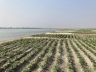বদলে যাচ্ছে মাইনী নদীর তীরের কৃষিচিত্র