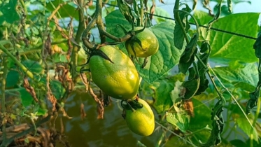 গোপালগঞ্জে অজ্ঞাত রোগে বিপাকে টমেটো চাষিরা