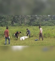দিল্লিতে কিশোরীকে ধর্ষণের পর হত্যা, লাশের অংশ খেয়ে ফেলেছে কুকুর